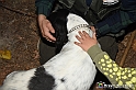 VBS_6496 - Inaugurazione Stagione 2022-23 Simulazione Ricerca Tartufo